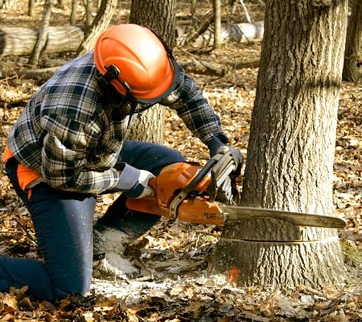 Tree Removal in Red Jacket, WV